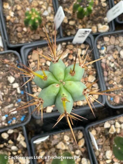 Tricho Vault - Tr. Bridgesii - 18Cm Young Adult - Image 3