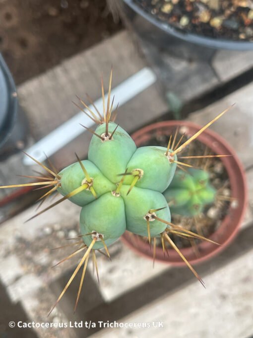 Tr. Bridgesii / Echinopsis Lageniformis - Whole Plant - Image 3