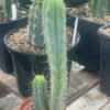 Tr Bridgesii 3