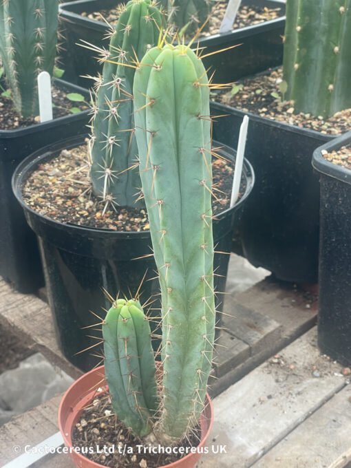 Tr. Bridgesii / Echinopsis Lageniformis - Whole Plant