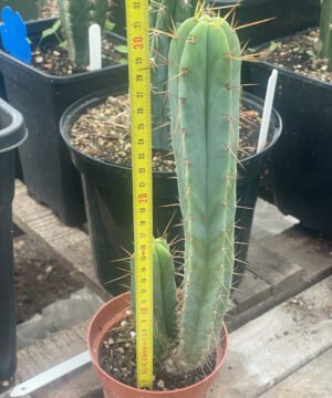 Tr Bridgesii 4