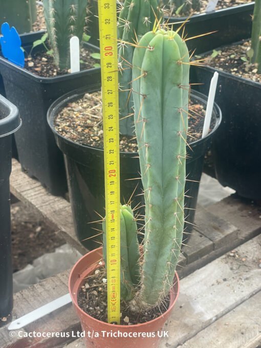 Tr. Bridgesii / Echinopsis Lageniformis - Whole Plant - Image 2