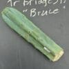 Tr Bridgesii Bruce 01 1
