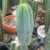 Tr Bridgesii Bruce 14Cm Tip 1