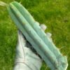 Tr Bridgesii Eileen 1