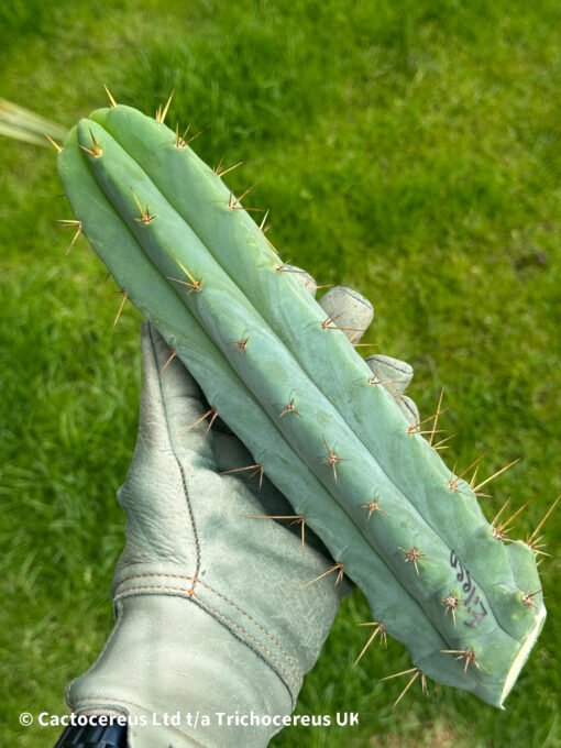 Tr. Bridgesii &Quot;Eileen&Quot; Cuts