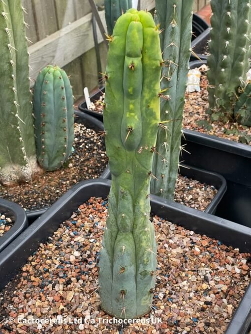 Tr. Bridgesii &Quot;Kai Funky Lumpy&Quot; Variegated