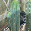 Tr Bridgesii Psycho0 2