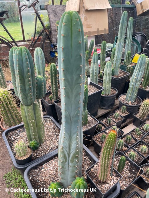 Tr. Bridgesii Hybrid &Quot;Vulcano No.3&Quot;