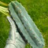 Tr Bridgesii Vulcano 5 1 1