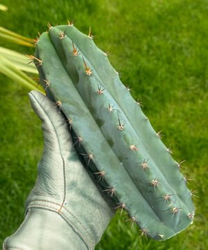 Tr. bridgesii hybrid "Vulcano No.5"