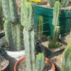 Tr Bridgesii Abbey 01 1