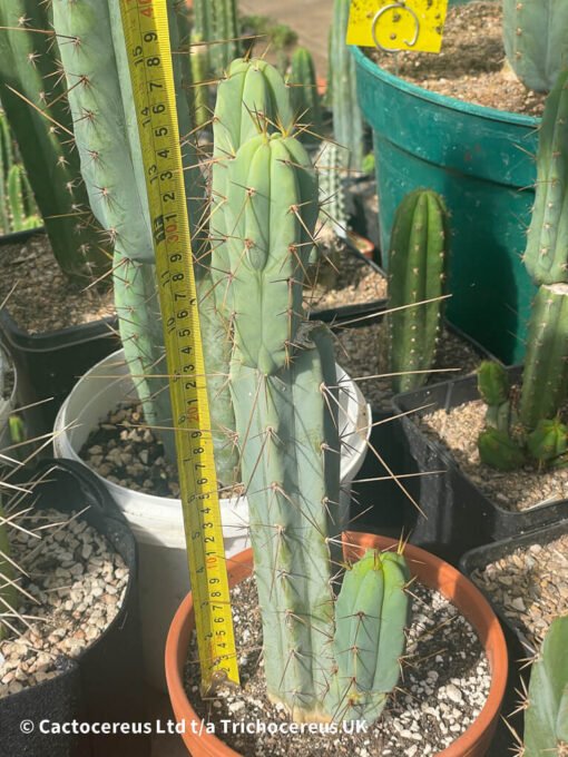 Tr. Bridgesii / Echinopsis Lageniformis 3 Heads - Whole Plant - Image 2