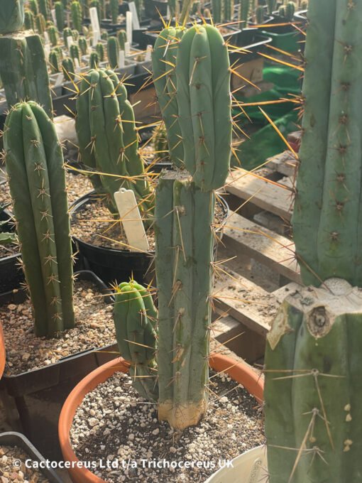 Tr. Bridgesii / Echinopsis Lageniformis 3 Heads - Whole Plant - Image 4