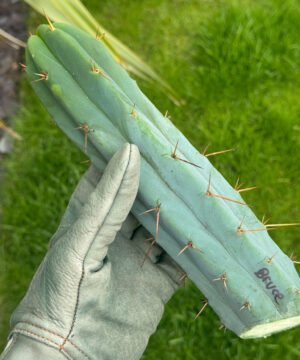 Tr. bridgesii "Bruce" Cuts - Echinopsis lageniformis