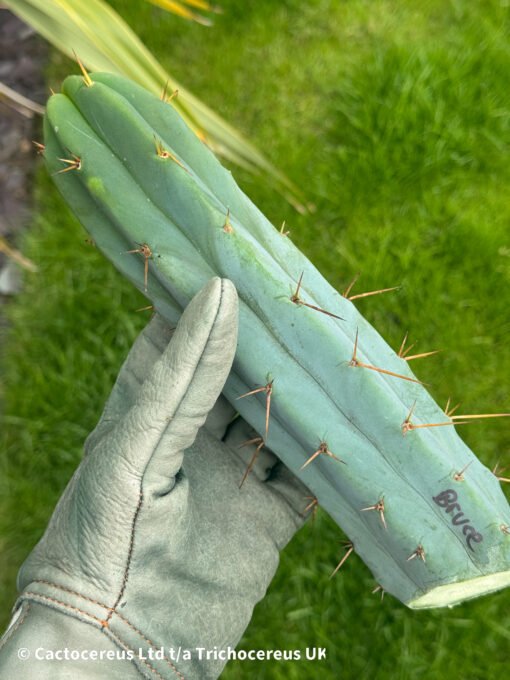 Tr. Bridgesii &Quot;Bruce&Quot; Cuts - Echinopsis Lageniformis