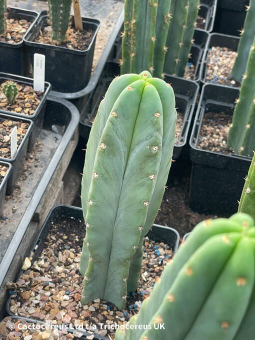 Tr. / Echinopsis Pachanoi - San Pedro Rooted