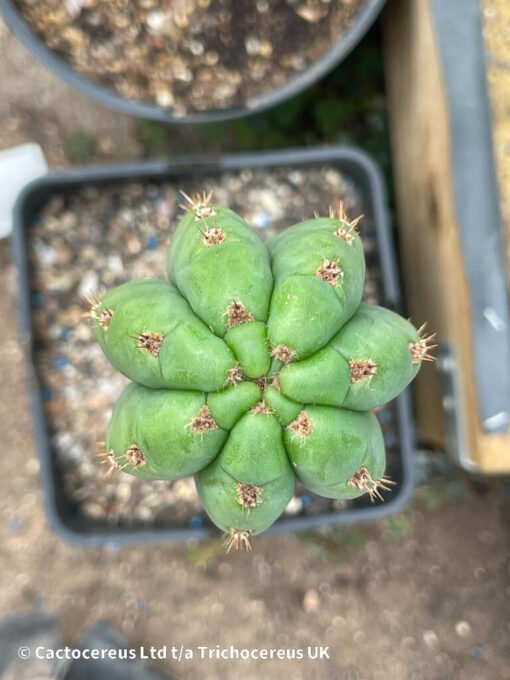 Tr. / Echinopsis Pachanoi - San Pedro 40Cm Rooted - Image 3