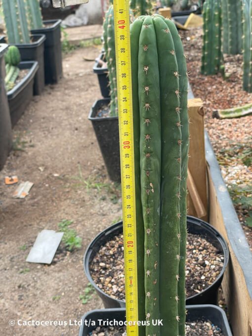 Tr. / Echinopsis Pachanoi - San Pedro 40Cm Rooted - Image 2