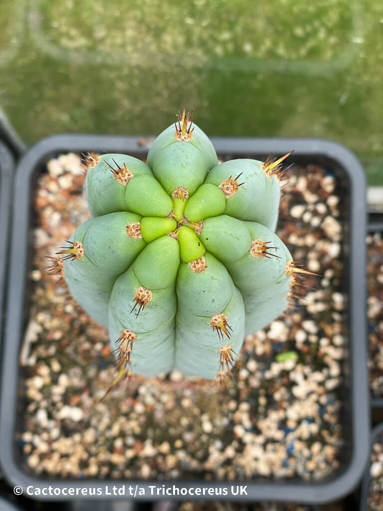 専用 1kg Trichocereus peruvianus /トップカット 専用 1kg Trichocereus peruvianus /トップカット Tr. peruvianus