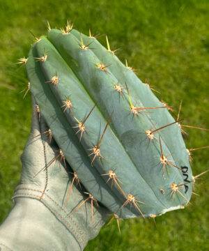 Tr. peruvianus "Ikaros DNA" Cuts