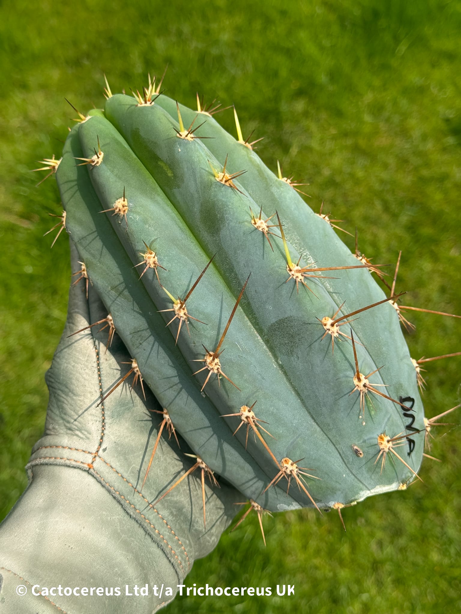 専用 1kg Trichocereus peruvianus /トップカット Tr. peruvianus 