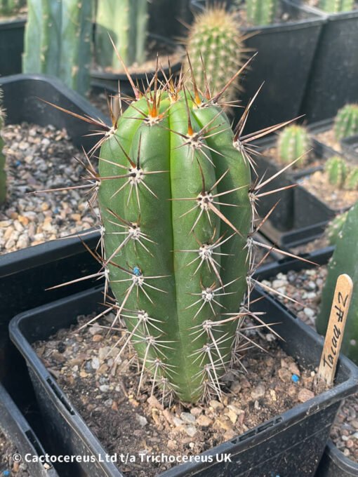 Tr. Taquimbalensis (Echinopsis Taquimbalensis) Whole Plant