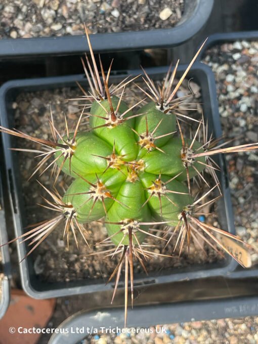 Tr. Taquimbalensis (Echinopsis Taquimbalensis) Whole Plant - Image 2