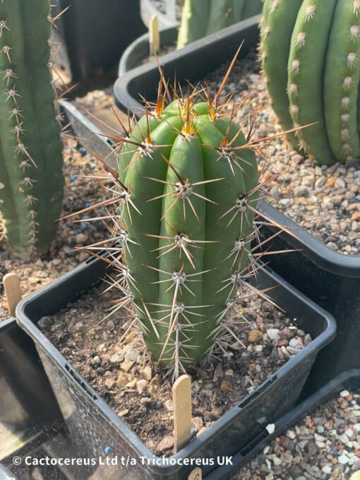 Tr. Taquimbalensis (Echinopsis Taquimbalensis) Whole Plant - Image 3