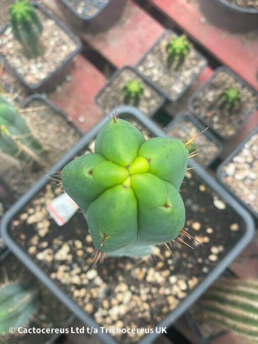 Tr. Bridgesii &Quot;Bruce&Quot; 20Cm Tip - Echinopsis Lageniformis - Image 2