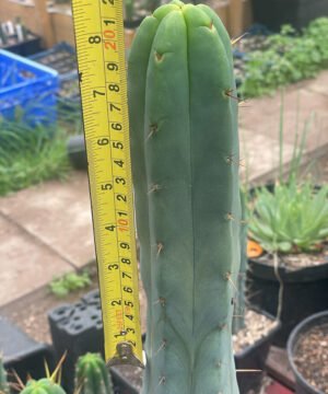 Trichocereus Bridgesii Bruce 01 2