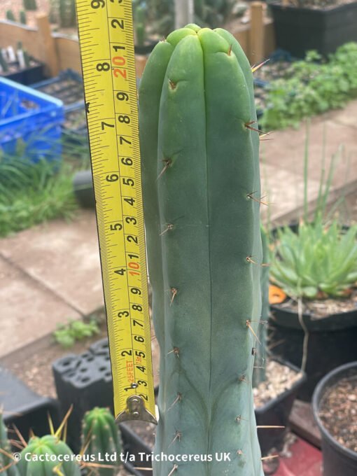 Tr. Bridgesii &Quot;Bruce&Quot; 20Cm Tip - Echinopsis Lageniformis - Image 3