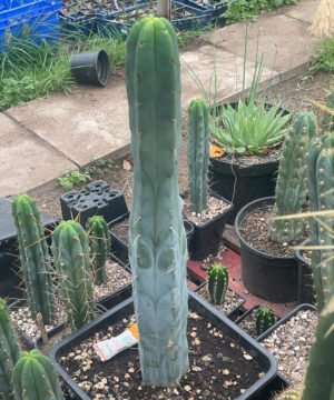 Trichocereus Bridgesii Bruce 01 3