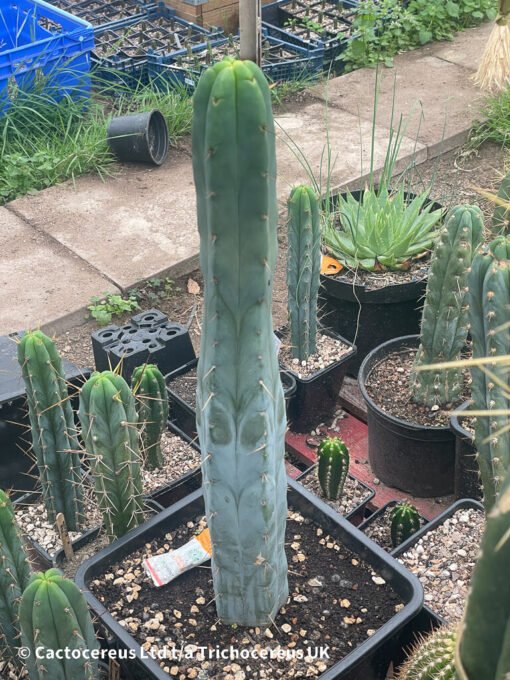 Tr. Bridgesii &Quot;Bruce&Quot; 20Cm Tip - Echinopsis Lageniformis - Image 4