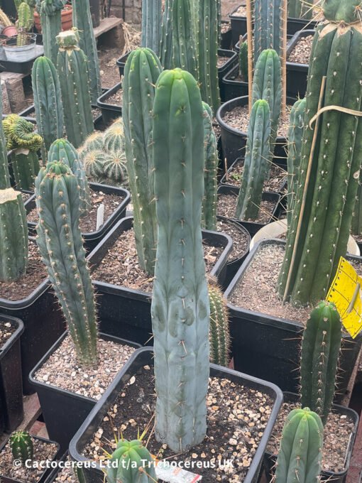 Tr. Bridgesii &Quot;Bruce&Quot; 20Cm Tip - Echinopsis Lageniformis