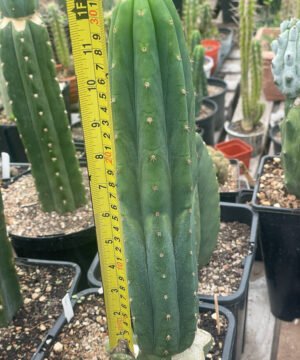 Trichocereus Pachanoi Ogan 01 2