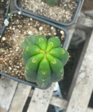 Trichocereus Pachanoi Ogan 01 3