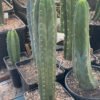 Trichocereus Pachanoi Yowie 01 4