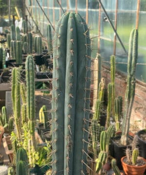 Tr. peruvianus - Top 30cm | Cactocereus UK t/a Trichocereus UK