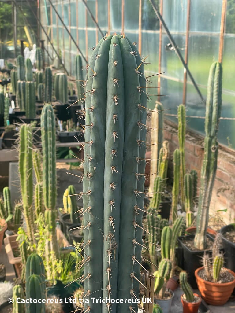 Trichocereus peruvianus /トップカット / 1kg Tr. peruvianus - Top 30cm | Cactocereus UK t/a Trichocereus UK