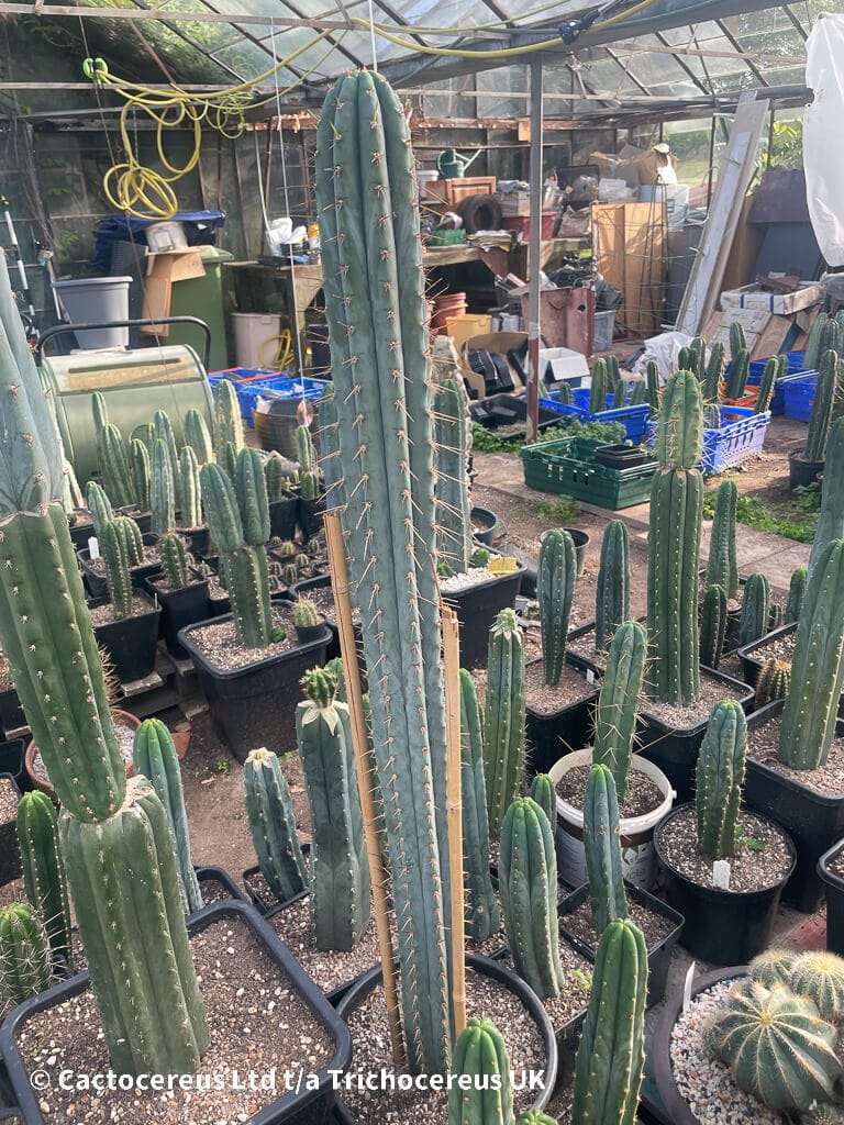 Tr. peruvianus - Top 30cm | Cactocereus UK t/a Trichocereus UK