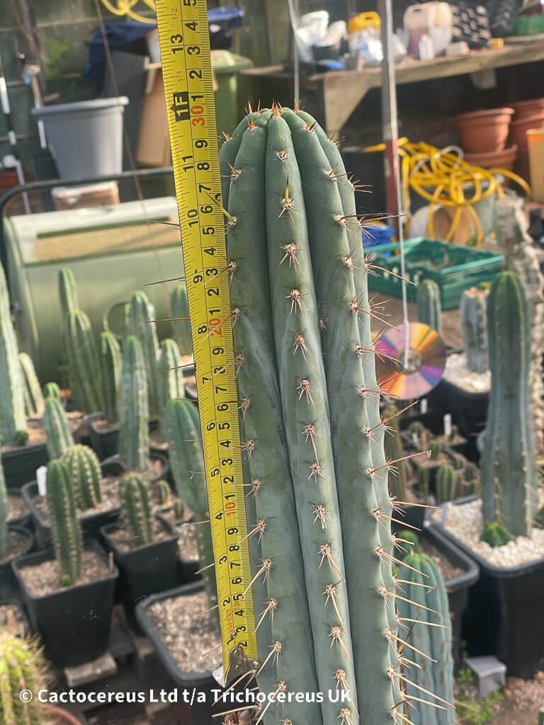 専用 1kg Trichocereus peruvianus /トップカット 専用 1kg Trichocereus peruvianus /トップカット - メルカリ