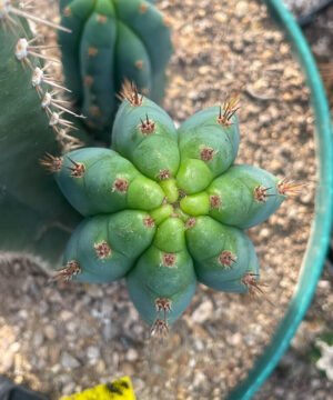 Trichocereus Peruviana Short Spine 18 01 2