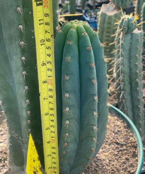 Trichocereus Peruviana Short Spine 18 01 3