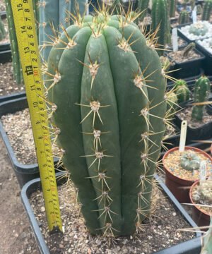 Trichocereus Terscheckii 26 01 1