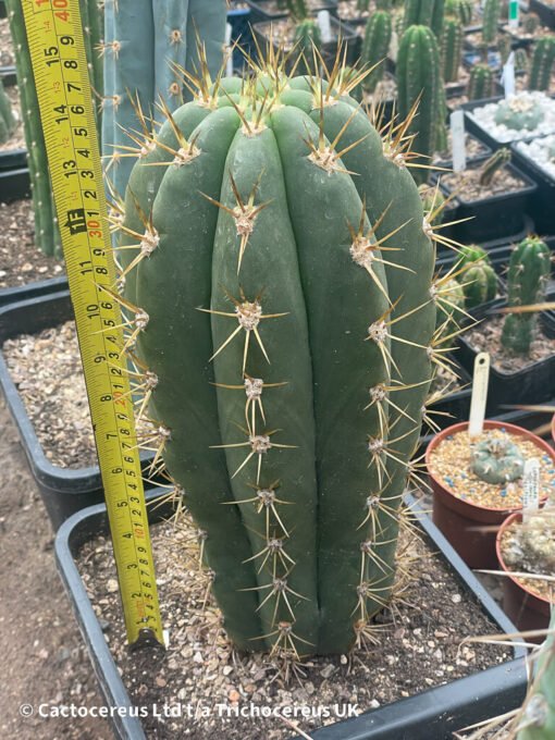 Tr. Terscheckii (Argentine Saguaro) - Whole Plant - Image 2