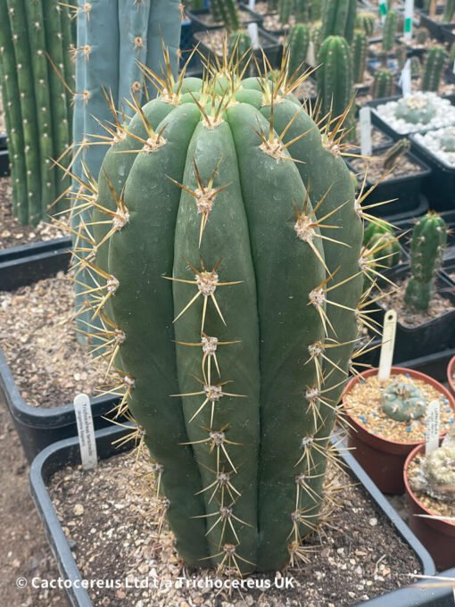 Tr. Terscheckii (Argentine Saguaro) - Whole Plant