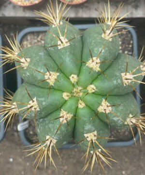 Trichocereus Terscheckii 26 01 3