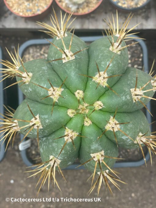 Tr. Terscheckii (Argentine Saguaro) - Whole Plant - Image 4