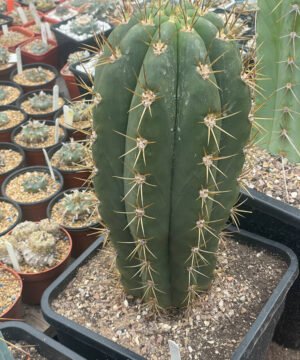 Trichocereus Terscheckii 26 01 4